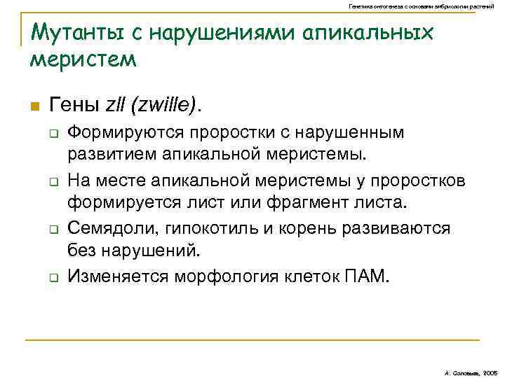 Генетика онтогенеза с основами эмбриологии растений Мутанты с нарушениями апикальных меристем n Гены zll