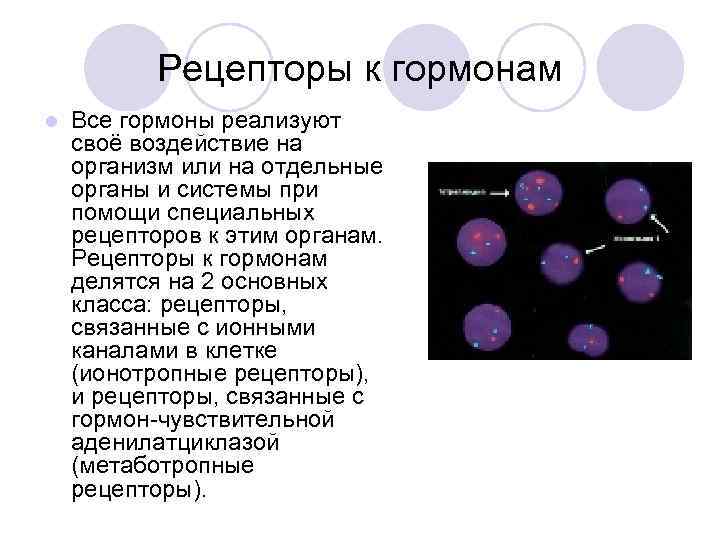 Рецепторы к гормонам l Все гормоны реализуют своё воздействие на организм или на отдельные