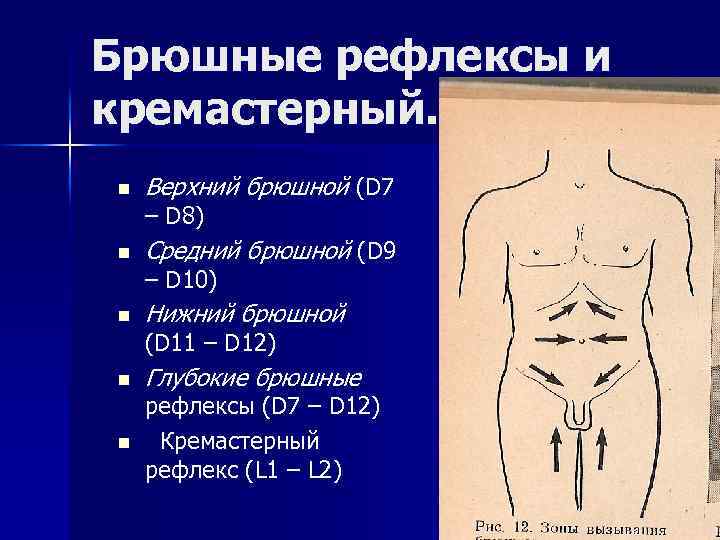 Брюшные рефлексы и кремастерный. n Верхний брюшной (D 7 – D 8) n Средний