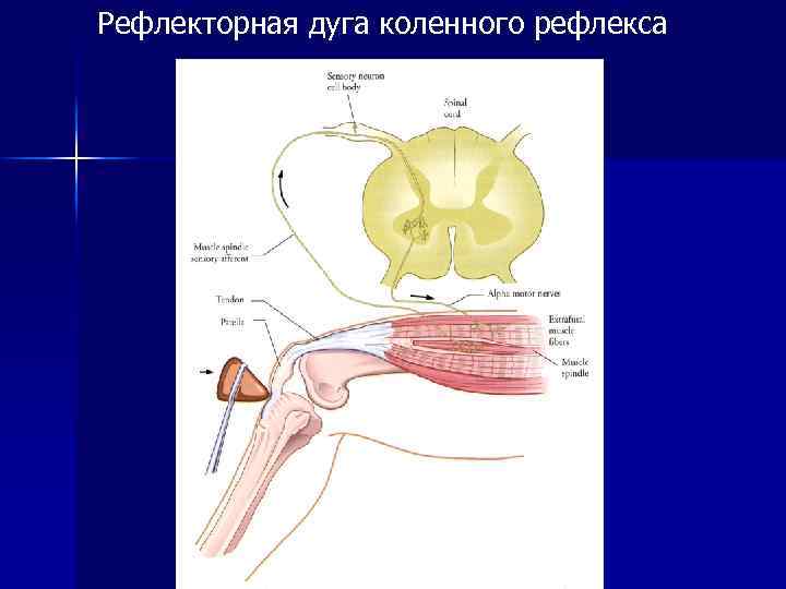 Рефлекторная дуга коленного рефлекса 