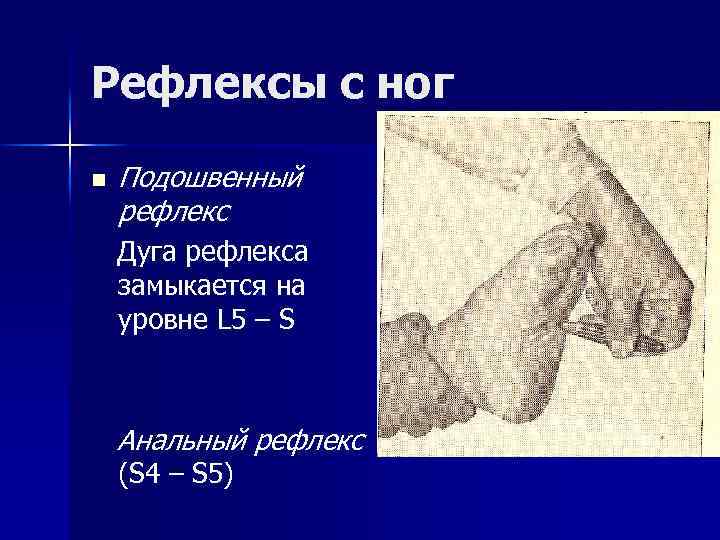 Рефлексы с ног n Подошвенный рефлекс Дуга рефлекса замыкается на уровне L 5 –