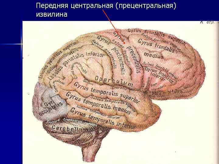 Передняя центральная (прецентральная) извилина 