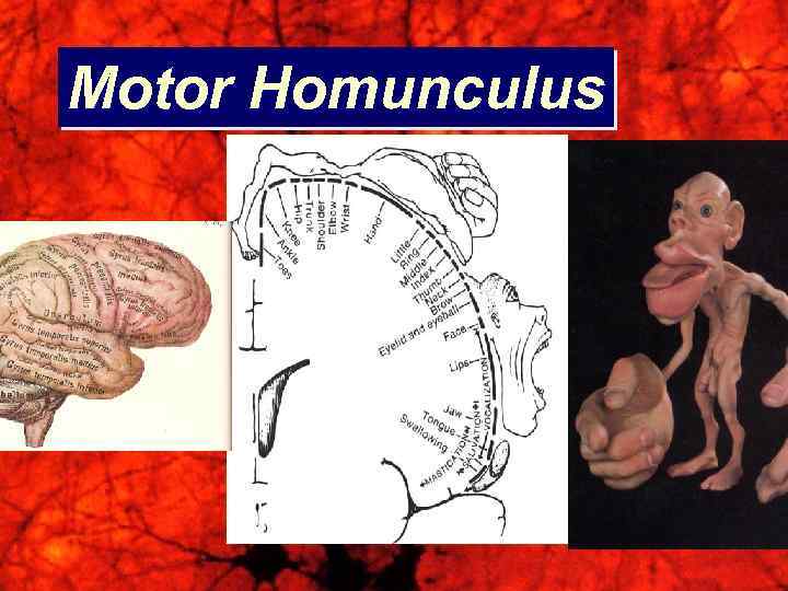 Motor Homunculus 