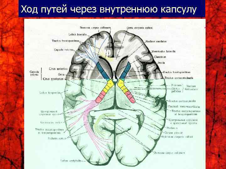 Ход путей через внутреннюю капсулу 