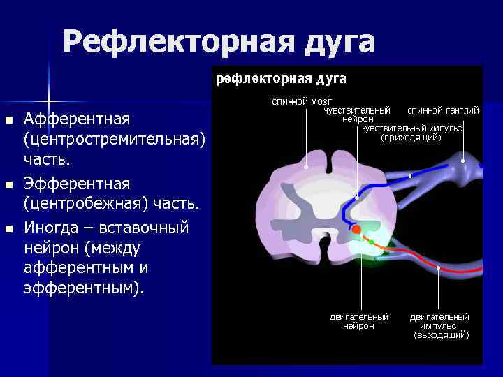 Рефлекторная дуга n n n Афферентная (центростремительная) часть. Эфферентная (центробежная) часть. Иногда – вставочный