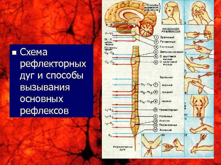 n Схема рефлекторных дуг и способы вызывания основных рефлексов 