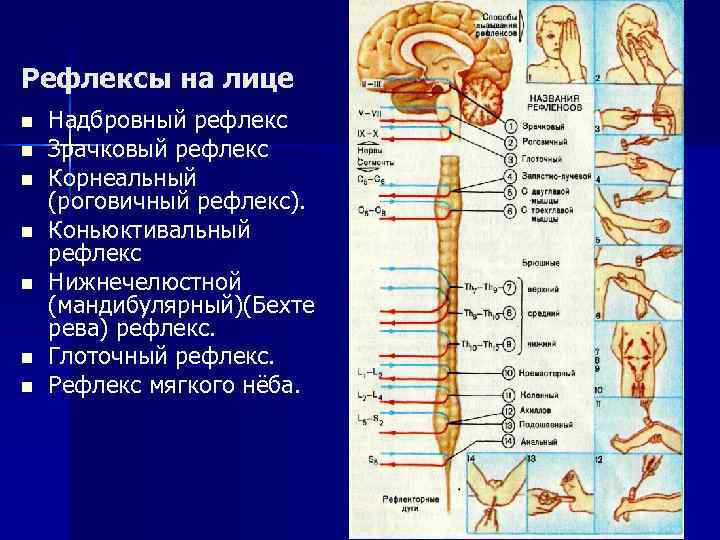 Зрачковый рефлекс схема