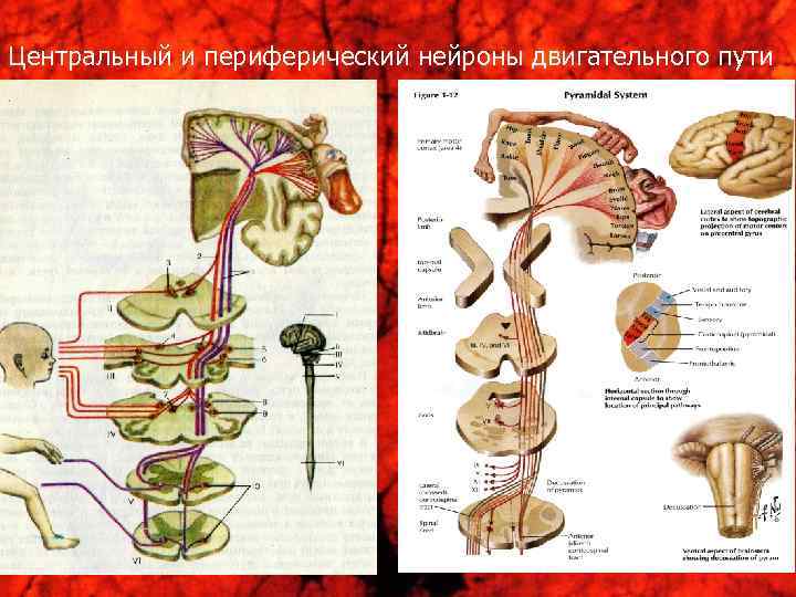 Центральный и периферический нейроны двигательного пути 