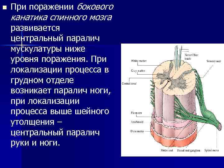 n При поражении бокового канатика спинного мозга развивается центральный паралич мускулатуры ниже уровня поражения.