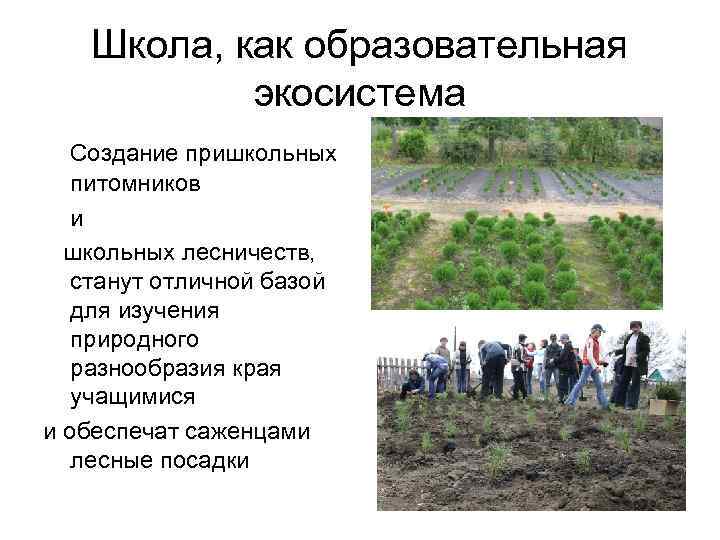 Школа, как образовательная экосистема Создание пришкольных питомников и школьных лесничеств, станут отличной базой для