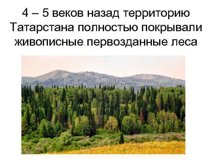 4 – 5 веков назад территорию Татарстана полностью покрывали живописные первозданные леса 