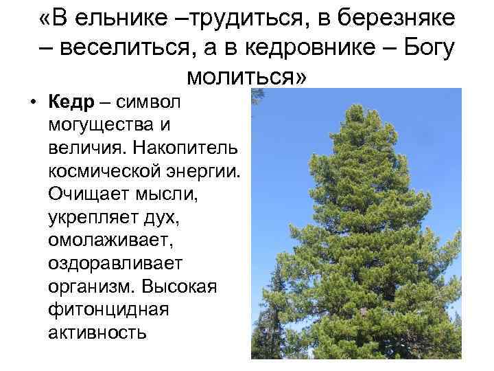  «В ельнике –трудиться, в березняке – веселиться, а в кедровнике – Богу молиться»