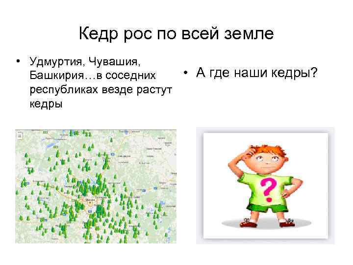 Кедр рос по всей земле • Удмуртия, Чувашия, • А где наши кедры? Башкирия…в