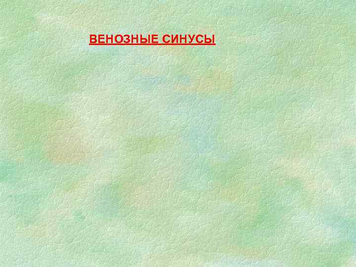 ВЕНОЗНЫЕ СИНУСЫ 