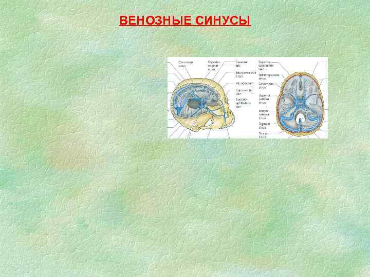 ВЕНОЗНЫЕ СИНУСЫ 