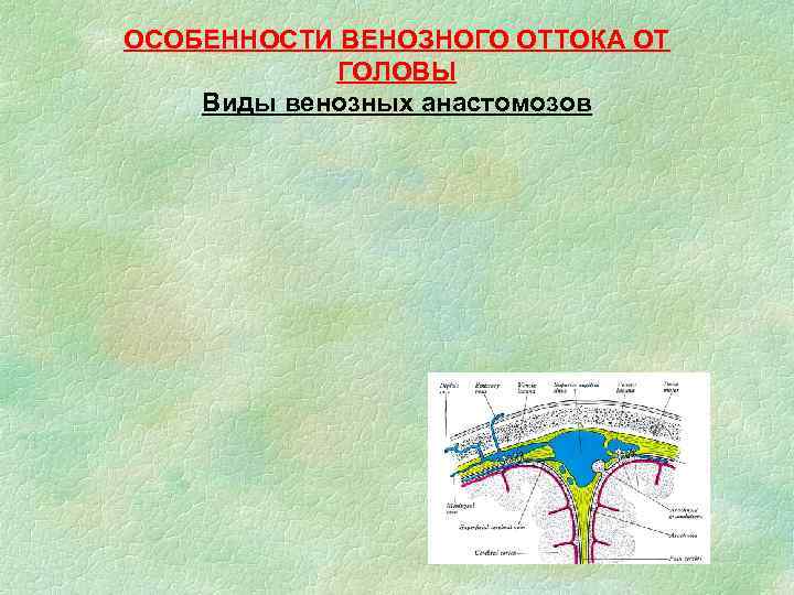 ОСОБЕННОСТИ ВЕНОЗНОГО ОТТОКА ОТ ГОЛОВЫ Виды венозных анастомозов 
