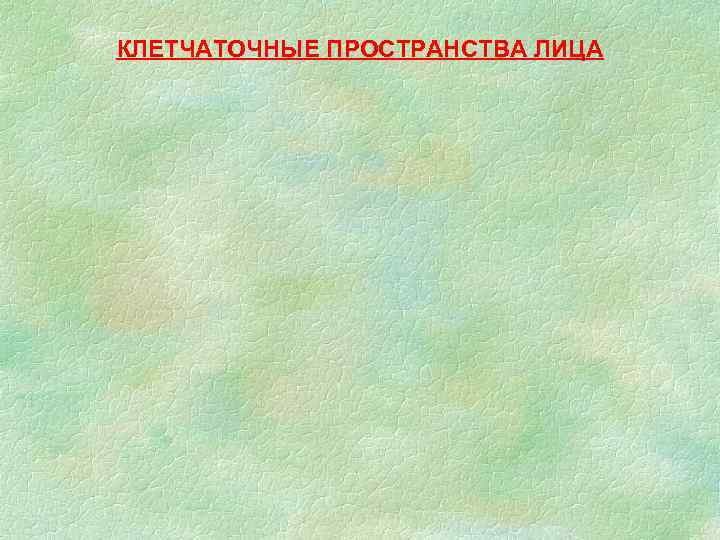 КЛЕТЧАТОЧНЫЕ ПРОСТРАНСТВА ЛИЦА 