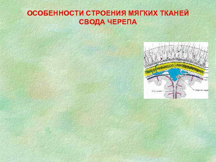 ОСОБЕННОСТИ СТРОЕНИЯ МЯГКИХ ТКАНЕЙ СВОДА ЧЕРЕПА 