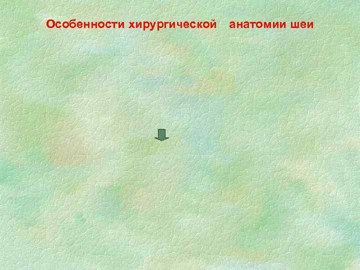 Особенности хирургической анатомии шеи 