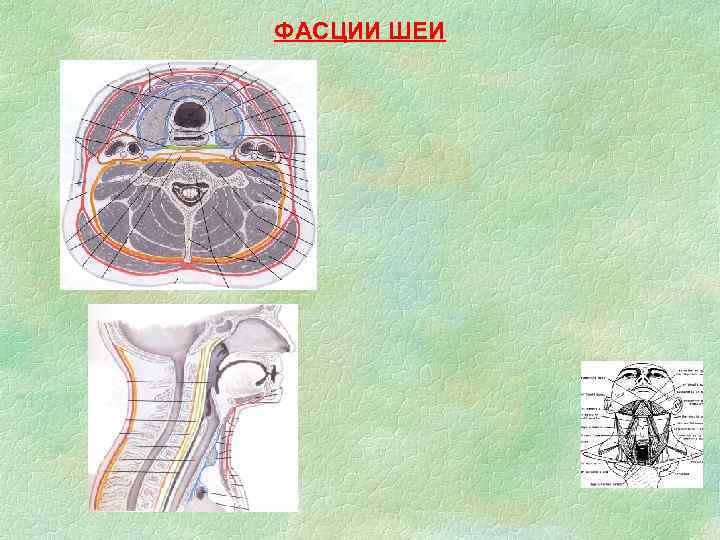 ФАСЦИИ ШЕИ 