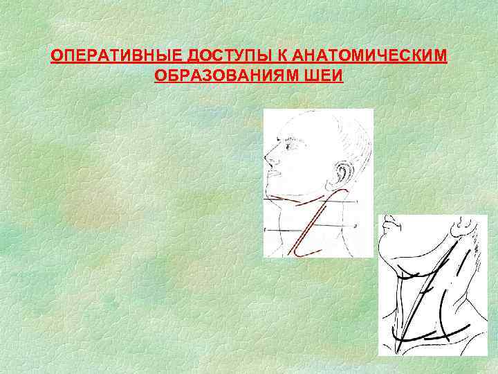 ОПЕРАТИВНЫЕ ДОСТУПЫ К АНАТОМИЧЕСКИМ ОБРАЗОВАНИЯМ ШЕИ 