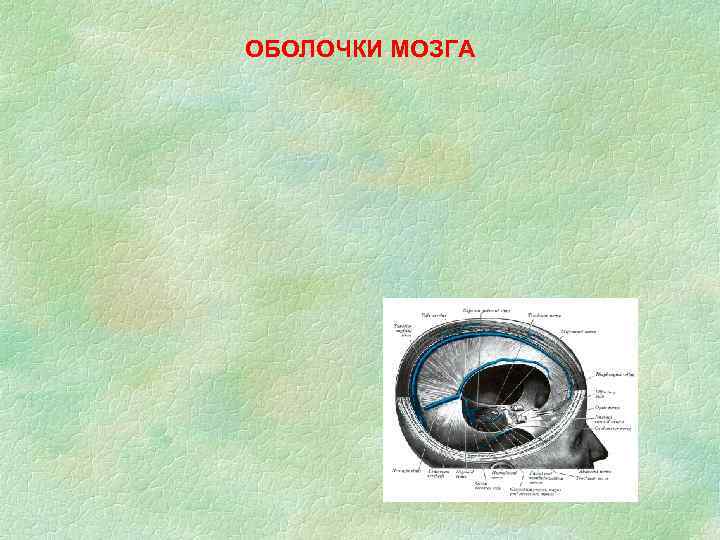 ОБОЛОЧКИ МОЗГА 
