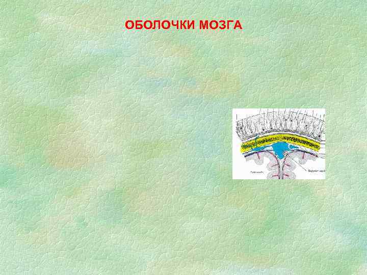 ОБОЛОЧКИ МОЗГА 
