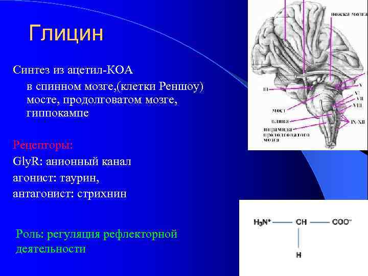 Глицин Синтез из ацетил-КОА в спинном мозге, (клетки Реншоу) мосте, продолговатом мозге, гиппокампе Рецепторы: