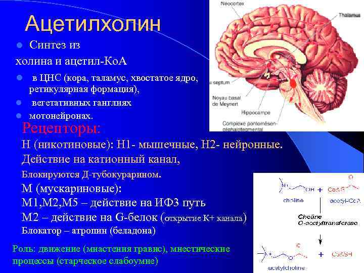 Ацетилхолин Синтез из холина и ацетил-Ко. А l l в ЦНС (кора, таламус, хвостатое