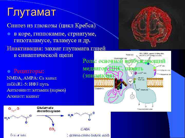 Глутамат Синтез из глюкозы (цикл Кребса) l в коре, гиппокампе, стриатуме, гипоталамусе, таламусе и