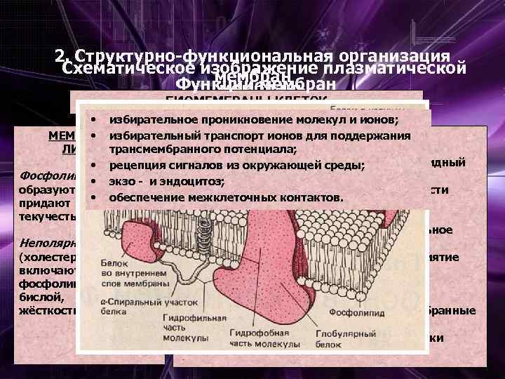 2. Структурно-функциональная организация Схематическое изображение плазматической мембран Функции мембраны БИОМЕМБРАНЫ КЛЕТОК • избирательное проникновение