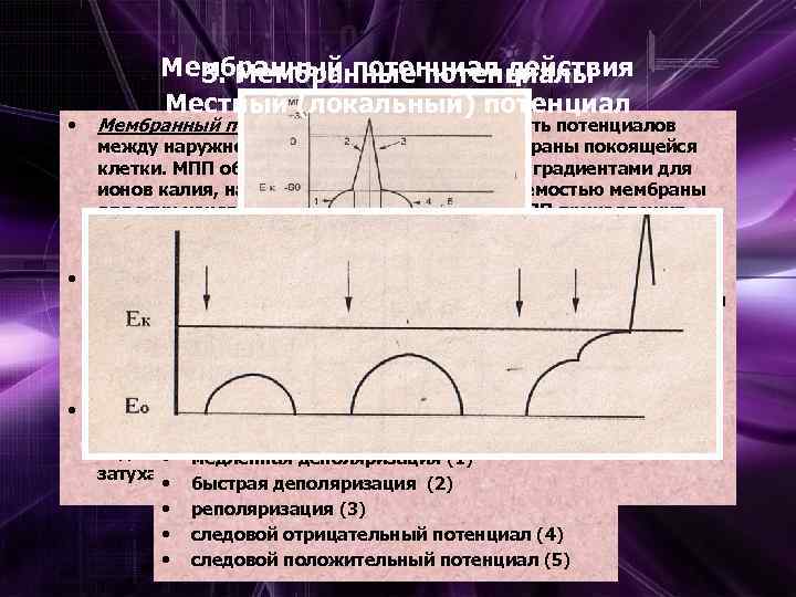  • • • Мембранный потенциал действия 3. Мембранные потенциалы Местный (локальный) потенциал Мембранный