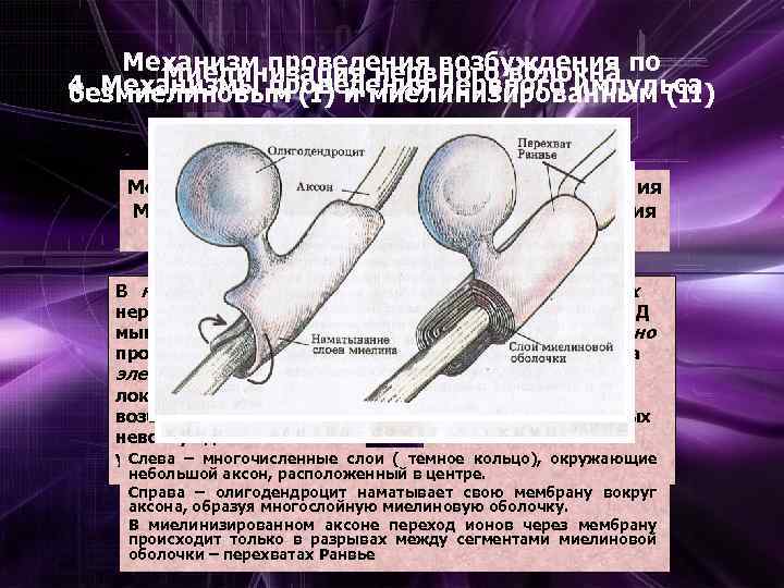 Механизм проведения возбуждения по Миелинизация нервного волокна 4. Механизмы проведения нервного импульса безмиелиновым (I)