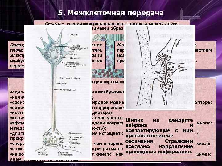 5. Межклеточная передача Синапс - специализированная зона контакта между двумя возбудимыми образованиями Электрический синапс