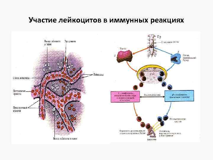 Лейкоциты участвуют в