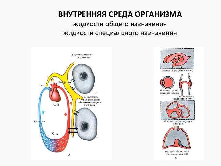 Органы внутренней среды организма