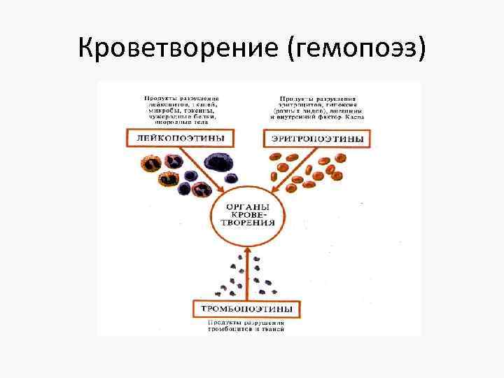 Препараты влияющие на кроветворение