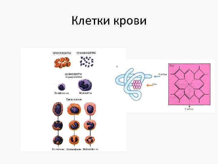 Клетки крови 