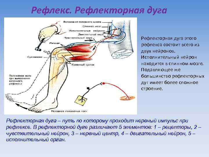 Рефлекс. Рефлекторная дуга этого рефлекса состоит всего из двух нейронов. Исполнительный нейрон находится в