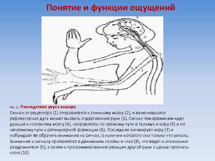 Понятие и функции ощущений Рис. 1 . Последствия укуса комара Сигнал от рецептора (1)