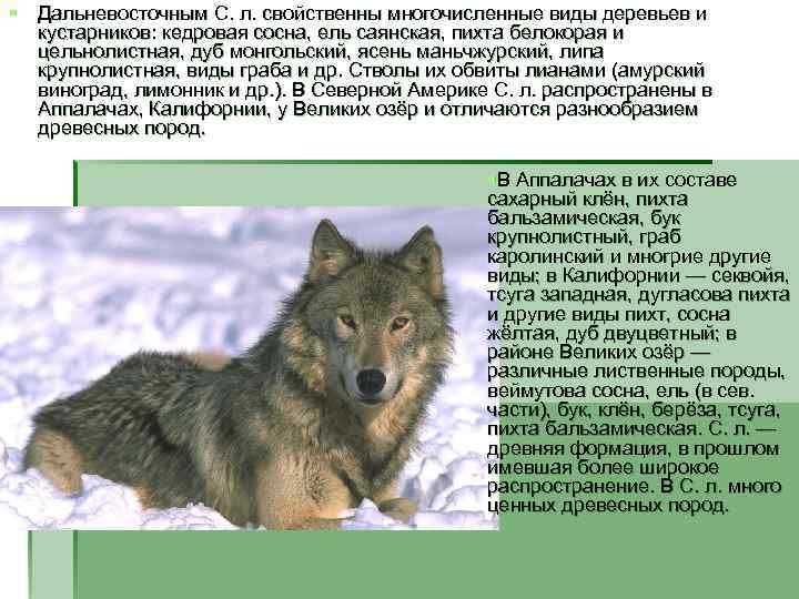 § Дальневосточным С. л. свойственны многочисленные виды деревьев и кустарников: кедровая сосна, ель саянская,