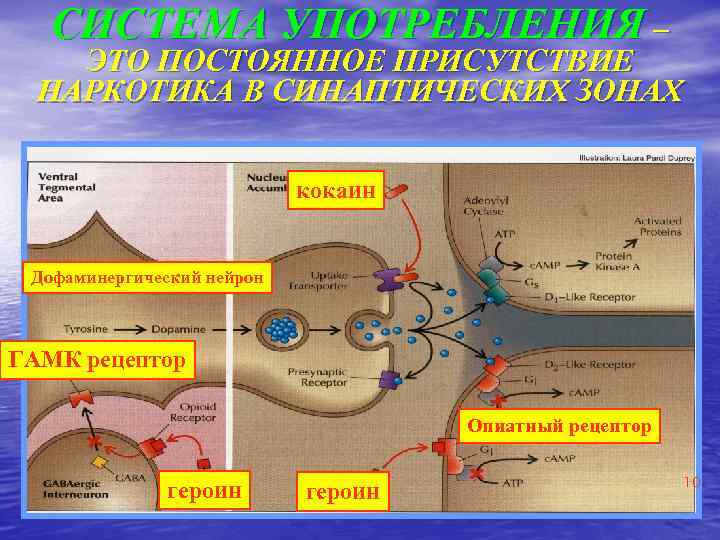 СИСТЕМА УПОТРЕБЛЕНИЯ – ЭТО ПОСТОЯННОЕ ПРИСУТСТВИЕ НАРКОТИКА В СИНАПТИЧЕСКИХ ЗОНАХ кокаин Дофаминергический нейрон ГАМК