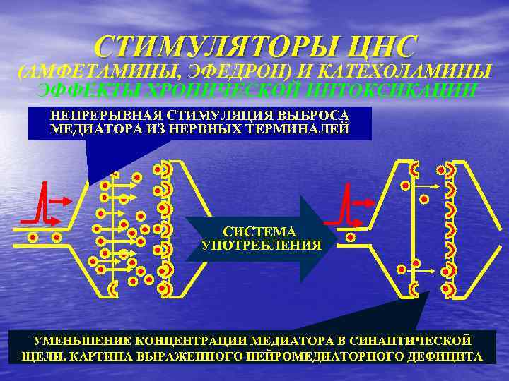 СТИМУЛЯТОРЫ ЦНС (АМФЕТАМИНЫ, ЭФЕДРОН) И КАТЕХОЛАМИНЫ ЭФФЕКТЫ ХРОНИЧЕСКОЙ ИНТОКСИКАЦИИ НЕПРЕРЫВНАЯ СТИМУЛЯЦИЯ ВЫБРОСА МЕДИАТОРА ИЗ