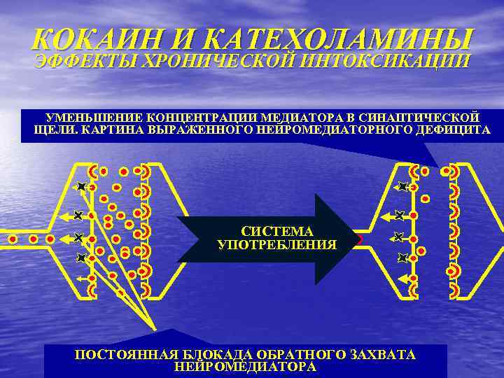 КОКАИН И КАТЕХОЛАМИНЫ ЭФФЕКТЫ ХРОНИЧЕСКОЙ ИНТОКСИКАЦИИ УМЕНЬШЕНИЕ КОНЦЕНТРАЦИИ МЕДИАТОРА В СИНАПТИЧЕСКОЙ ЩЕЛИ. КАРТИНА ВЫРАЖЕННОГО