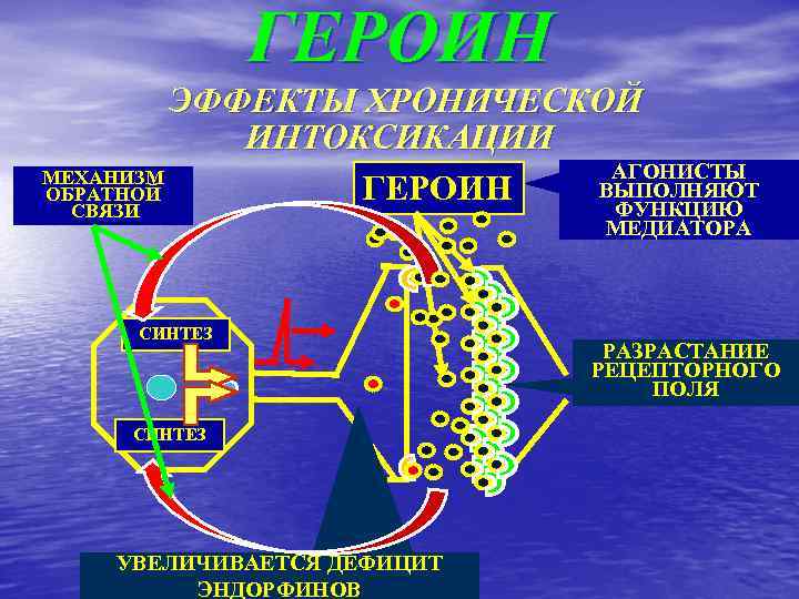 ГЕРОИН ЭФФЕКТЫ ХРОНИЧЕСКОЙ ИНТОКСИКАЦИИ АГОНИСТЫ МЕХАНИЗМ ВЫПОЛНЯЮТ ГЕРОИН ОБРАТНОЙ ФУНКЦИЮ СВЯЗИ СИНТЕЗ УВЕЛИЧИВАЕТСЯ ДЕФИЦИТ