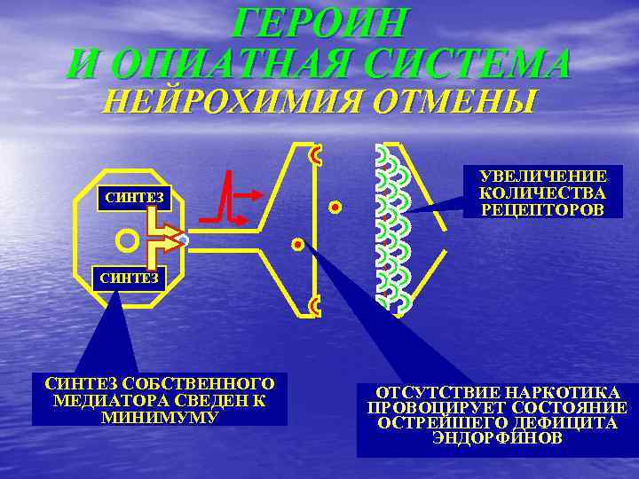 ГЕРОИН И ОПИАТНАЯ СИСТЕМА НЕЙРОХИМИЯ ОТМЕНЫ СИНТЕЗ УВЕЛИЧЕНИЕ КОЛИЧЕСТВА РЕЦЕПТОРОВ СИНТЕЗ СОБСТВЕННОГО МЕДИАТОРА СВЕДЕН
