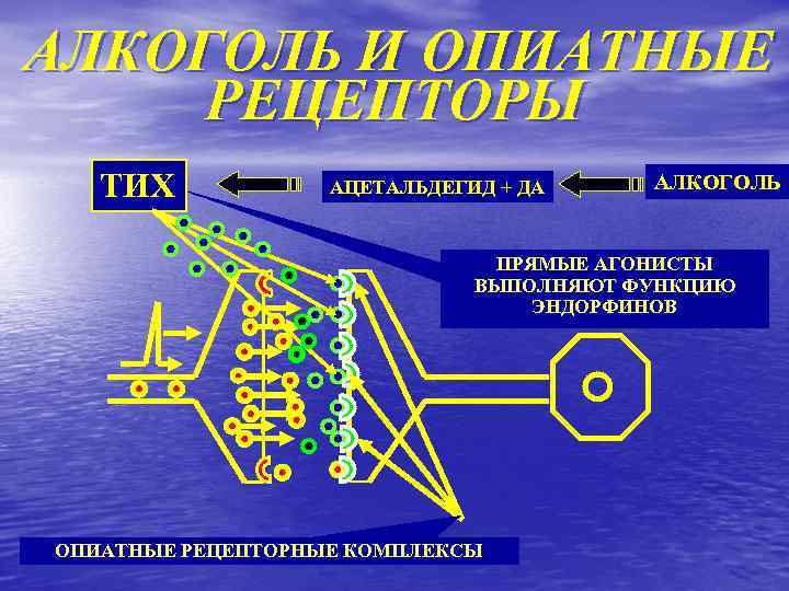 АЛКОГОЛЬ И ОПИАТНЫЕ РЕЦЕПТОРЫ ТИХ АЦЕТАЛЬДЕГИД + ДА АЛКОГОЛЬ ПРЯМЫЕ АГОНИСТЫ ВЫПОЛНЯЮТ ФУНКЦИЮ ЭНДОРФИНОВ