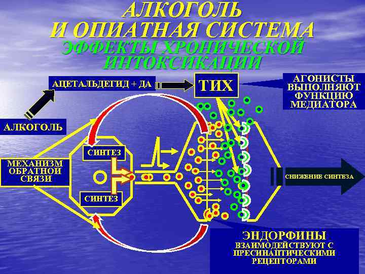 АЛКОГОЛЬ И ОПИАТНАЯ СИСТЕМА ЭФФЕКТЫ ХРОНИЧЕСКОЙ ИНТОКСИКАЦИИ АЦЕТАЛЬДЕГИД + ДА ТИХ АГОНИСТЫ ВЫПОЛНЯЮТ ФУНКЦИЮ