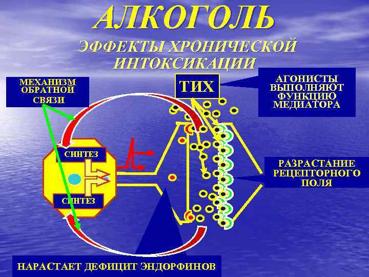АЛКОГОЛЬ ЭФФЕКТЫ ХРОНИЧЕСКОЙ ИНТОКСИКАЦИИ АГОНИСТЫ МЕХАНИЗМ ВЫПОЛНЯЮТ ТИХ ОБРАТНОЙ ФУНКЦИЮ СВЯЗИ СИНТЕЗ НАРАСТАЕТ ДЕФИЦИТ