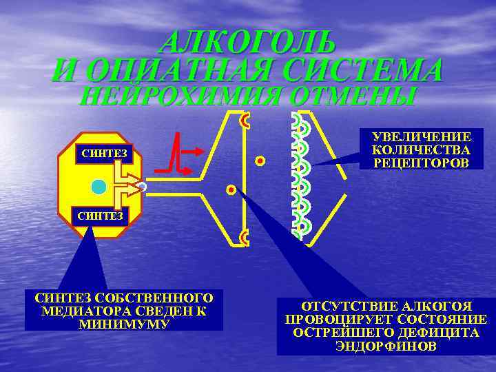 АЛКОГОЛЬ И ОПИАТНАЯ СИСТЕМА НЕЙРОХИМИЯ ОТМЕНЫ СИНТЕЗ УВЕЛИЧЕНИЕ КОЛИЧЕСТВА РЕЦЕПТОРОВ СИНТЕЗ СОБСТВЕННОГО МЕДИАТОРА СВЕДЕН